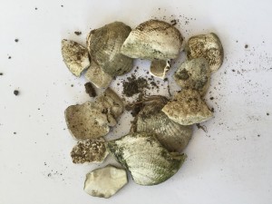 Crushed shells